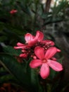 JatrophaÃÂ  Flower
